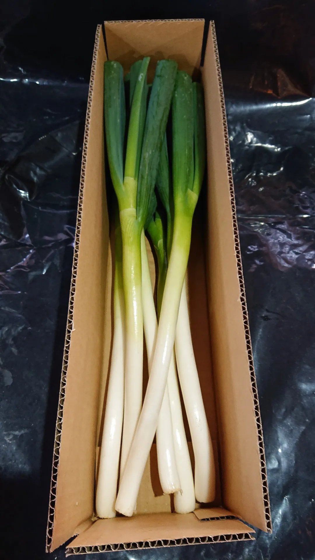 4月1日より番場のねぎ販売開始いたしました!